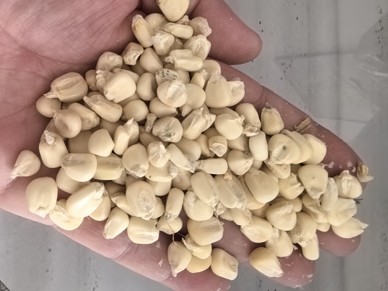 精品白糯玉米干粒