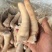 猪中尾，猪长尾猪短尾