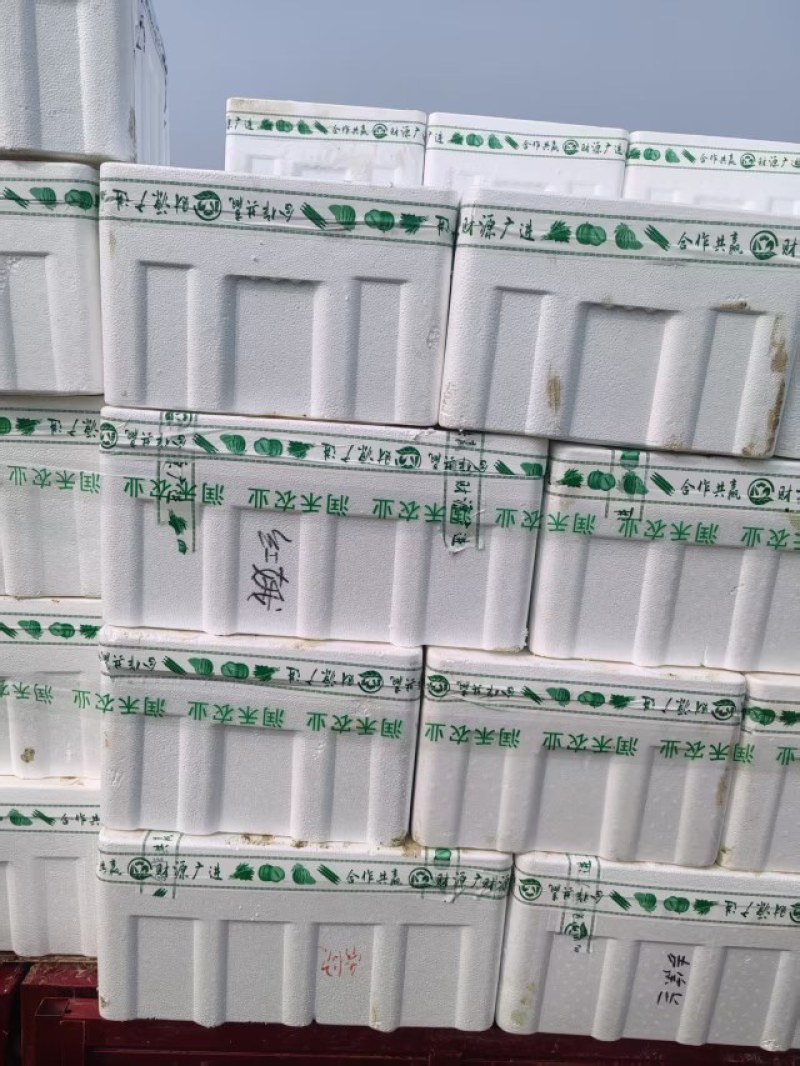 山东菠菜，小叶菠菜当天现挖打包发货保质保量，光面干净