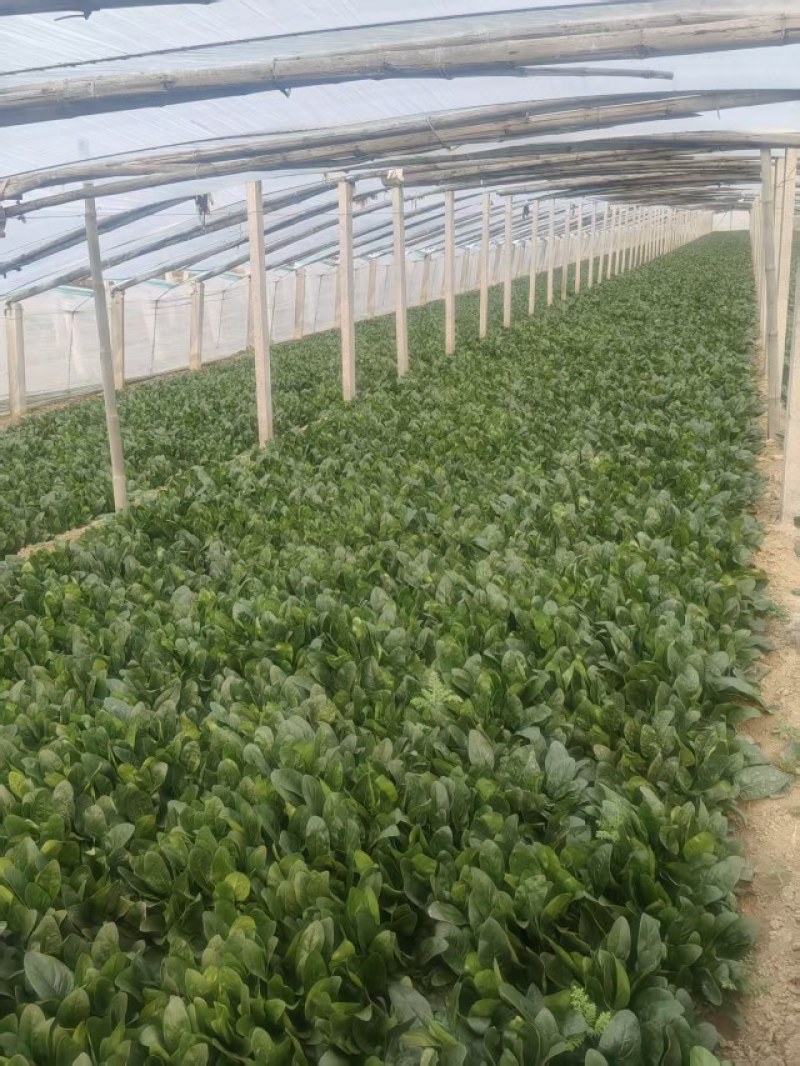 山东菠菜，小叶菠菜当天现挖打包发货保质保量，光面干净
