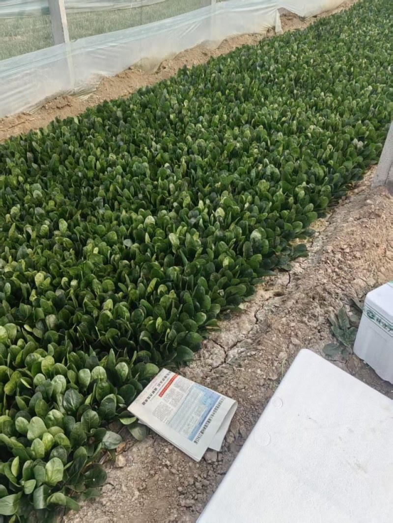 山东菠菜，小叶菠菜当天现挖打包发货保质保量，光面干净