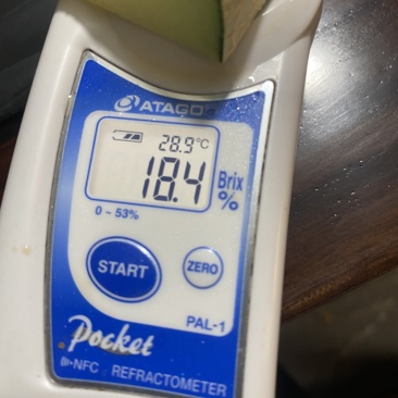 蜜瓜网文产地直供现摘现发软糯香甜。整车发货