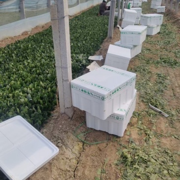 山东大叶菠菜，小叶菠菜，产地一手货源价格实惠保质保量
