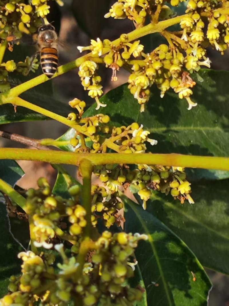 荔枝蜜，黄皮果蜜，龙眼蜜，百花蜜