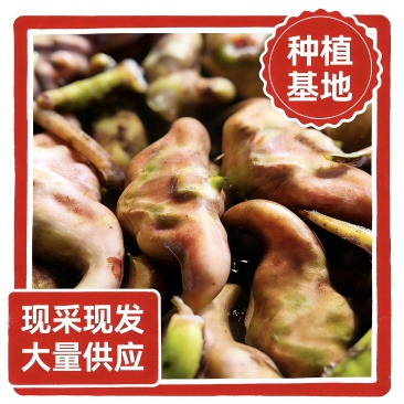 2026年，菱角，种植基地。当天采摘，果大，白净，量大。