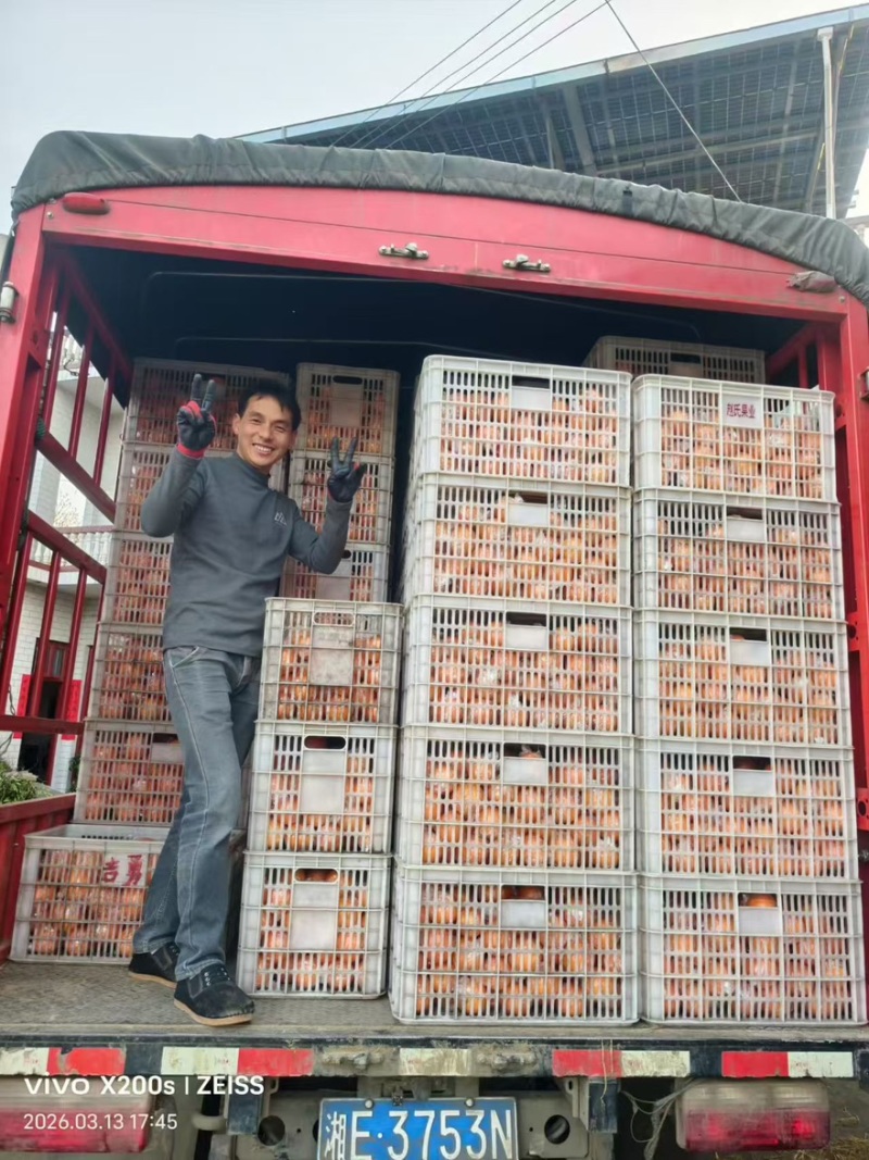 精品新宁脐橙产地一手货源全国发货量大价优欢迎随时联系