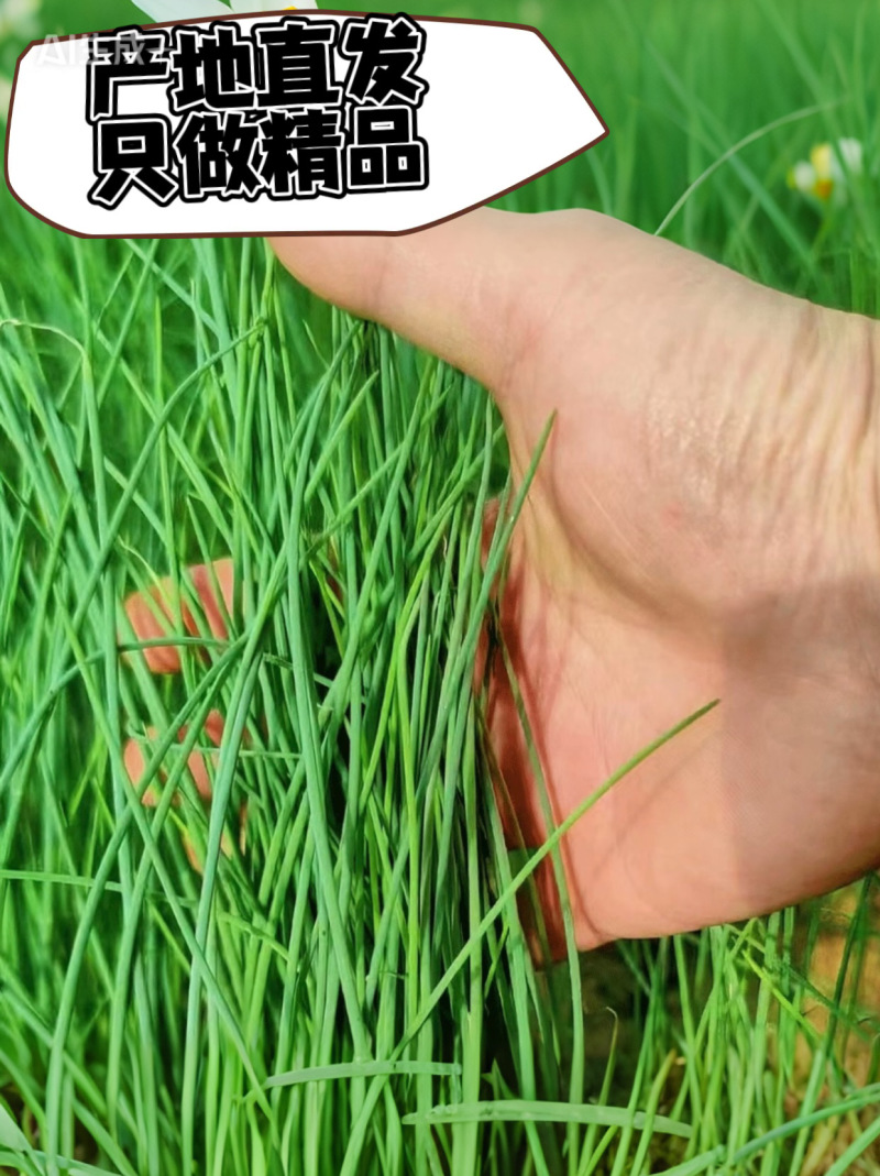 甘肃民勤沙葱