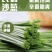 甘肃民勤沙葱