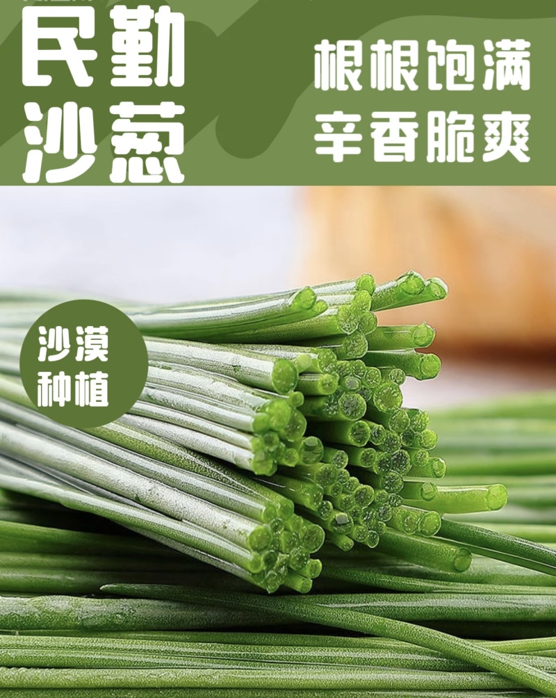 甘肃民勤沙葱