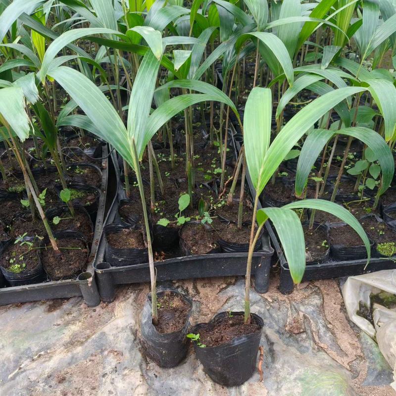 狐尾椰子种苗棕榈科植物热带风情绿植广东发货好养