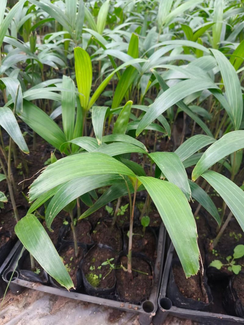 狐尾椰子种苗棕榈科植物热带风情绿植广东发货好养