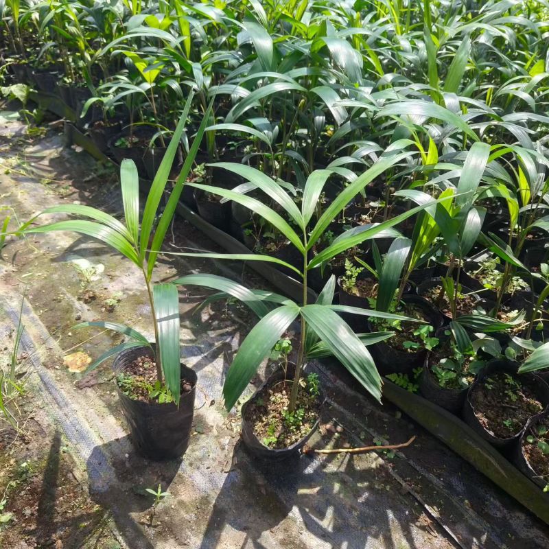 狐尾椰子种苗棕榈科植物热带风情绿植广东发货好养
