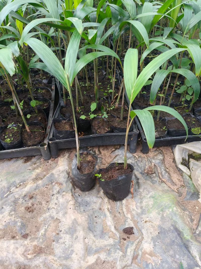 狐尾椰子种苗棕榈科植物热带风情绿植广东发货好养