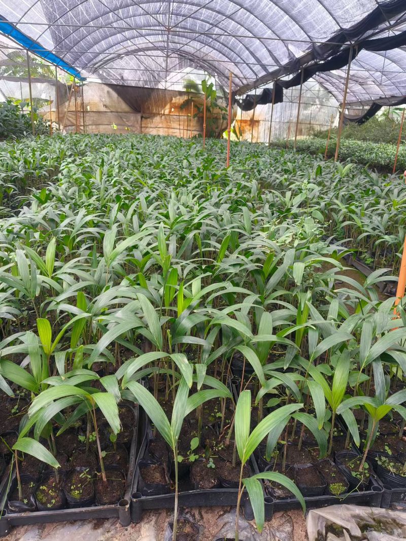 狐尾椰子种苗棕榈科植物热带风情绿植广东发货好养