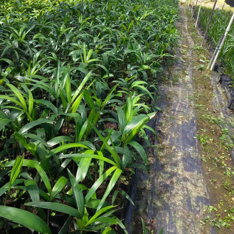 狐尾椰子种苗棕榈科植物热带风情绿植广东发货好养