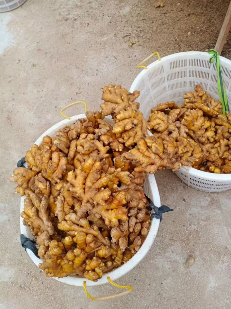 大别山精品窖藏小黄姜/基地直发/货源充足/大量现货