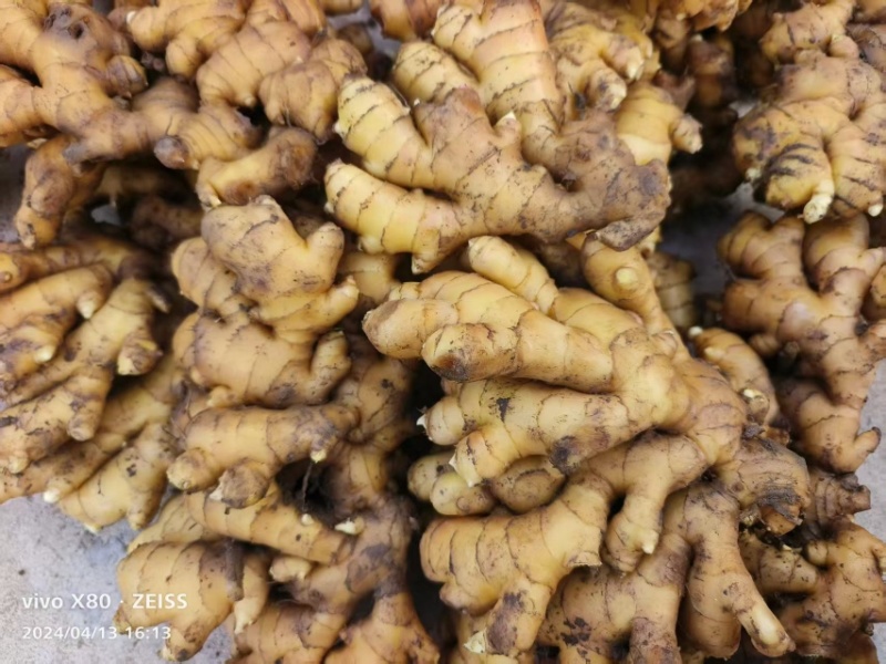 大别山精品窖藏小黄姜/基地直发/货源充足/大量现货