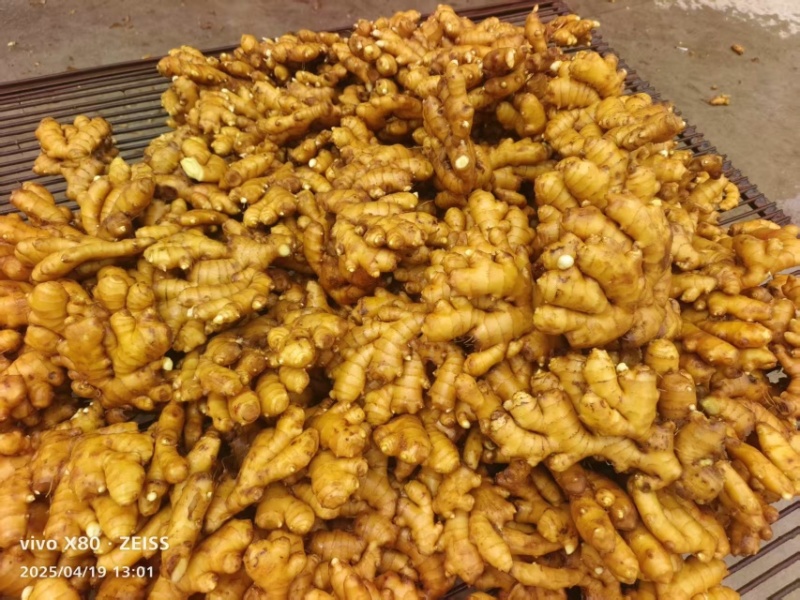 大别山精品窖藏小黄姜/基地直发/货源充足/大量现货