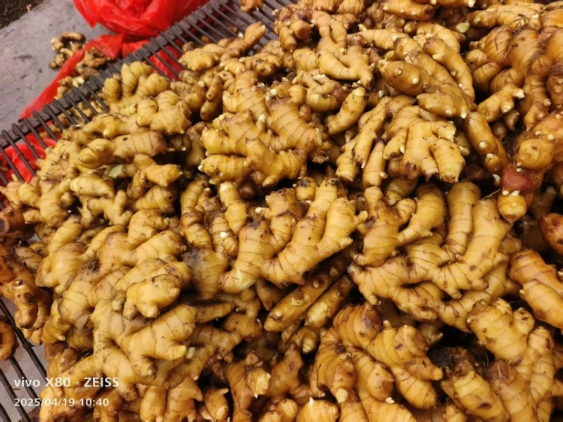 大别山精品窖藏小黄姜/基地直发/货源充足/大量现货