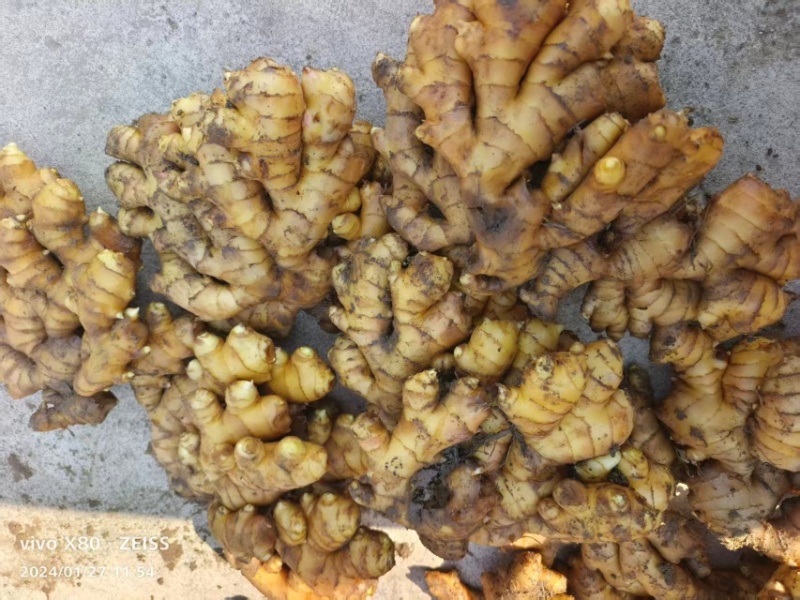 精品窖藏小黄姜/大别山基地直采/货源充足/品质保证