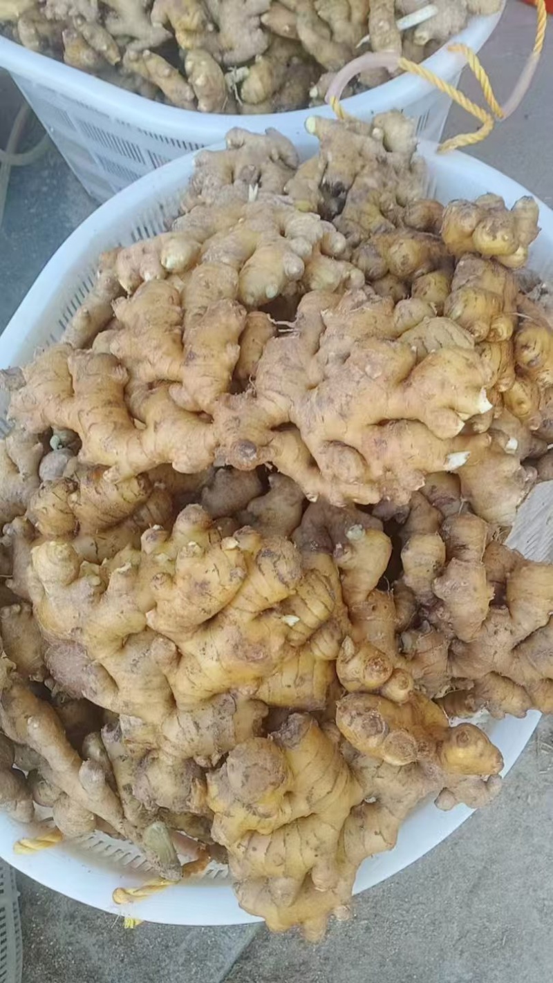 精品窖藏小黄姜/大别山基地直采/货源充足/品质保证