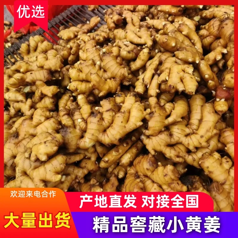 大别山精品窖藏小黄姜/基地直发/货源充足/大量现货