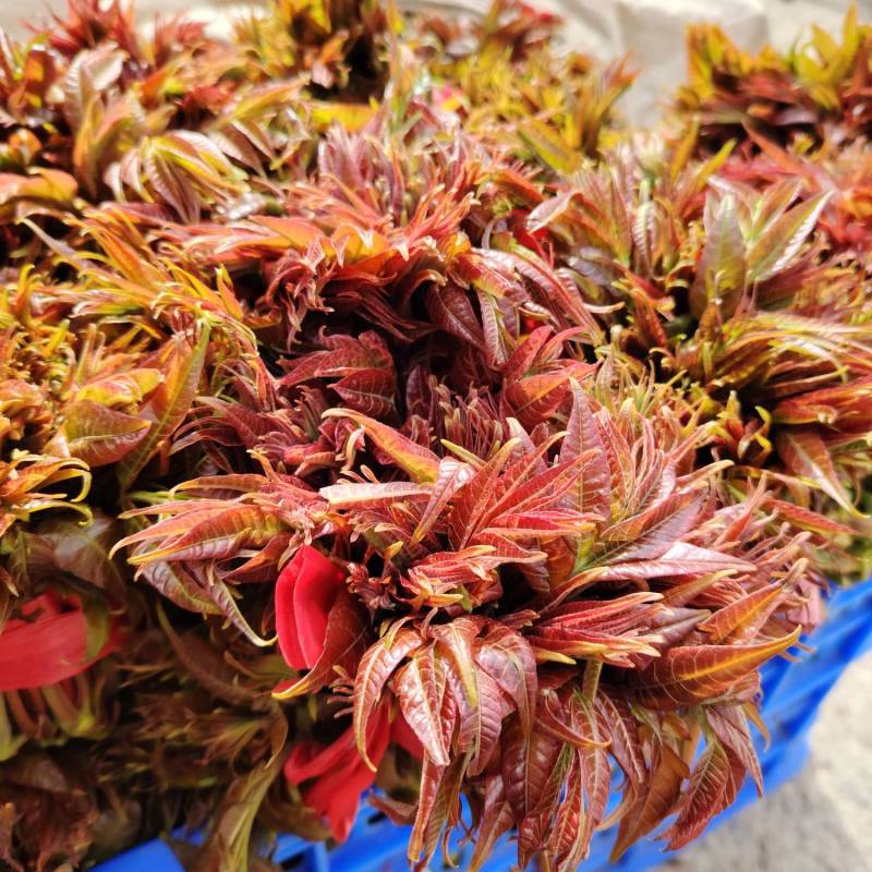 马家寨子村香椿芽，头茬嫩芽大量上市批发供应