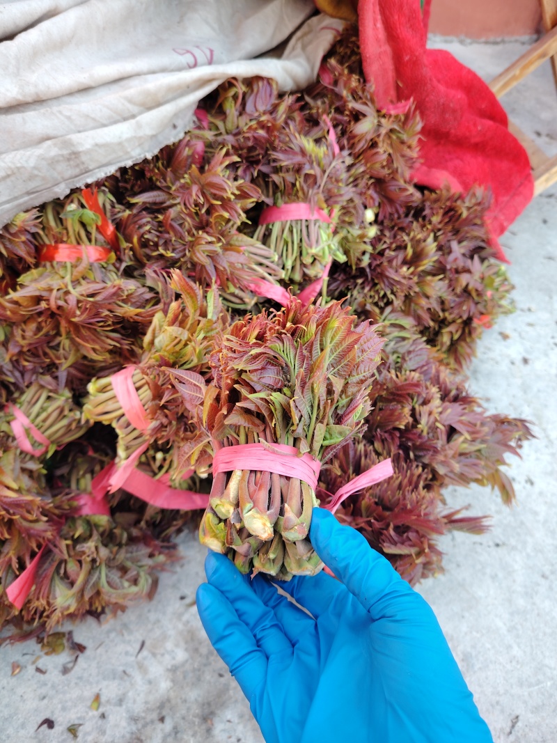马家寨子村香椿芽，头茬嫩芽大量上市批发供应