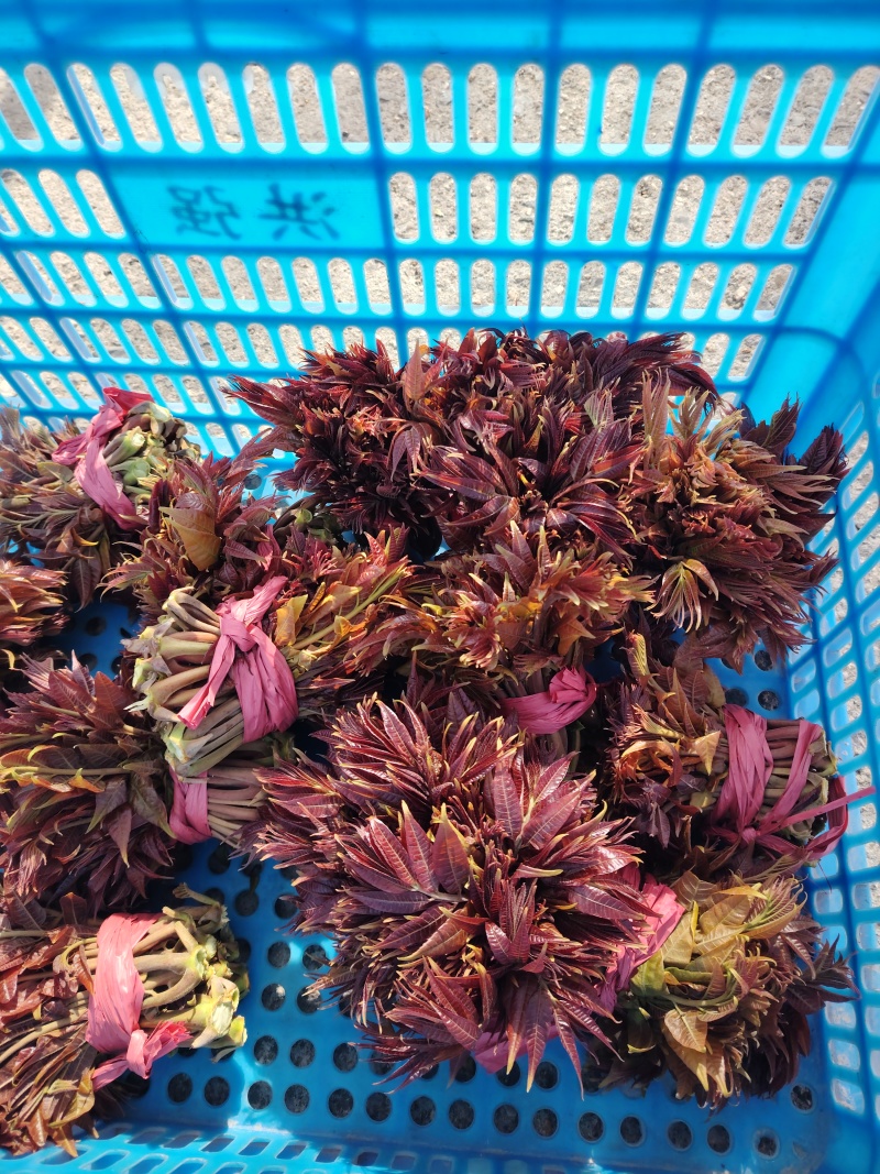 马家寨子村香椿芽，头茬嫩芽大量上市批发供应