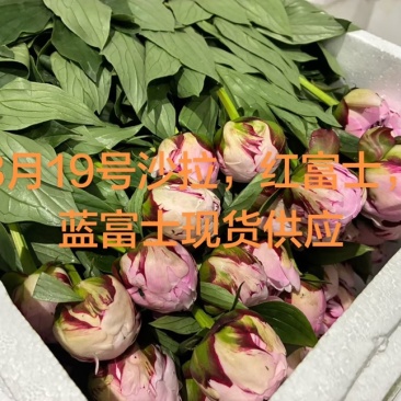 山东菏泽重瓣芍药鲜切花26年3月现货供应