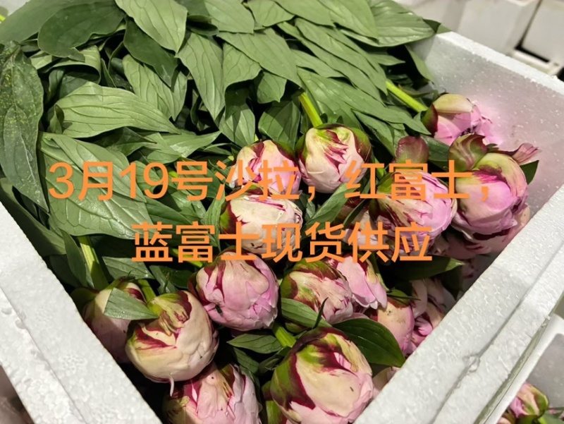 山东菏泽重瓣芍药鲜切花26年3月现货供应