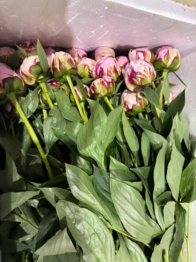 山东菏泽重瓣芍药鲜切花26年3月现货供应