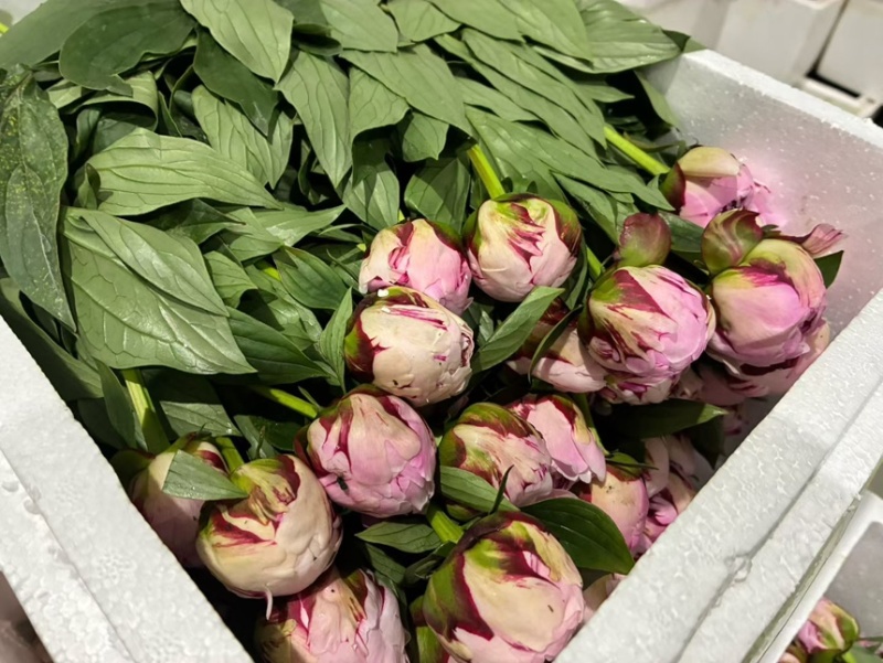 山东菏泽重瓣芍药鲜切花26年3月现货供应