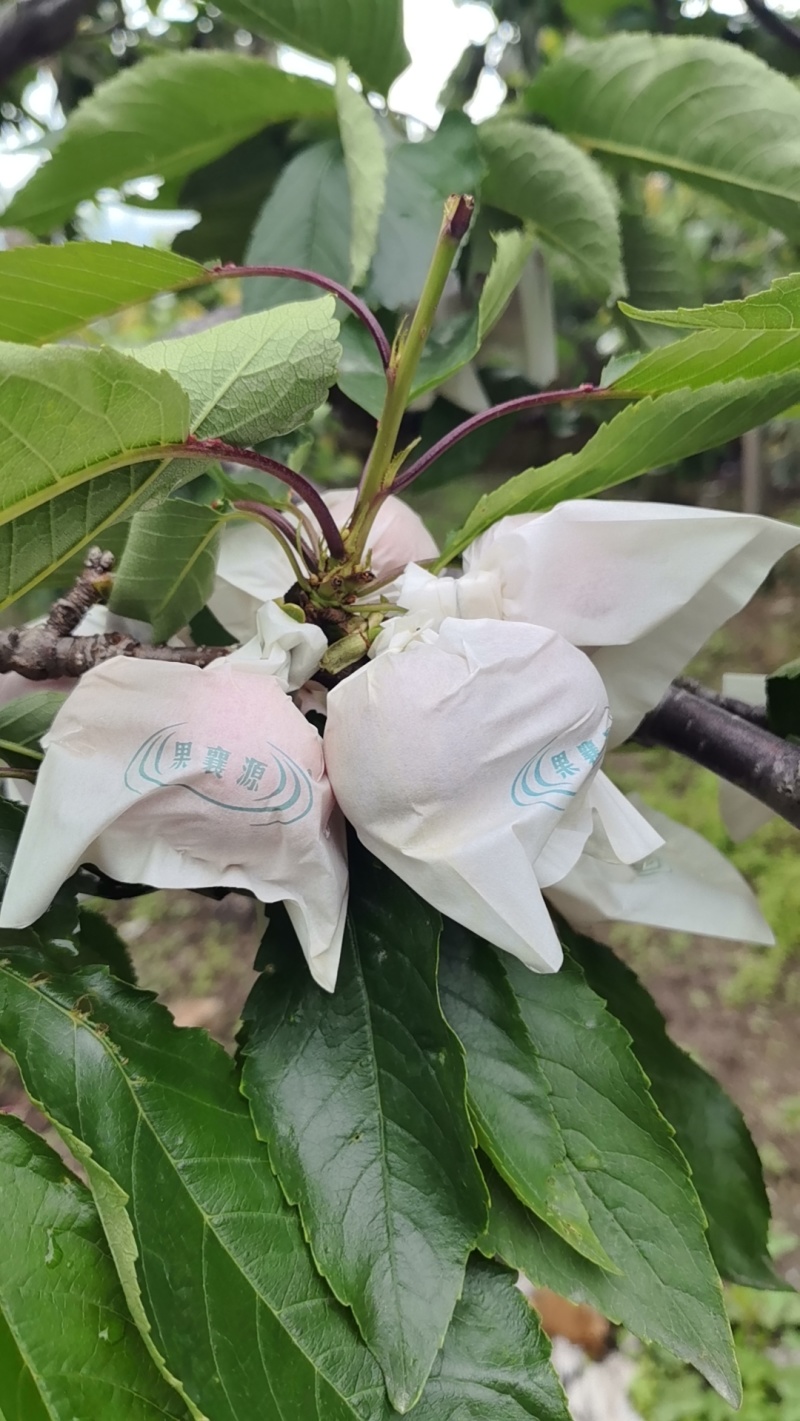 汉源大樱桃