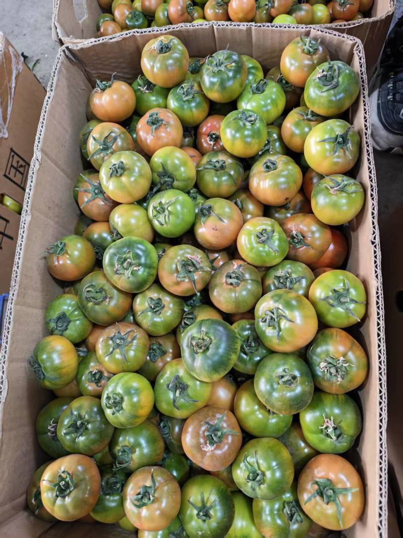 水果西红柿草莓柿子铁皮番茄大量现货现摘现发电商货精品货