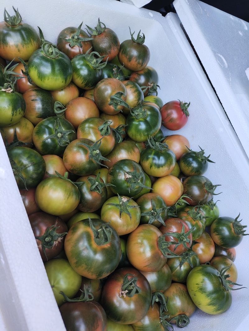 水果西红柿草莓柿子铁皮番茄大量现货现摘现发电商货精品货