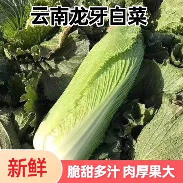 （龙牙白菜）麻叶青白菜/云南白菜/产地货源/全国供应批发