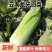 （龙牙白菜）麻叶青白菜/云南白菜/产地货源/全国供应批发