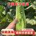 （龙牙白菜）麻叶青白菜/云南白菜/产地货源/全国供应批发