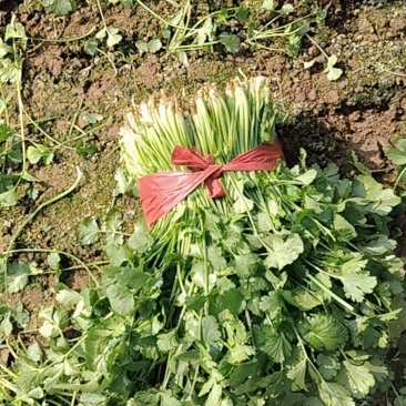 电商香菜