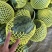 特小凤西瓜黄瓤精品市场电商大量现货欢迎来扰