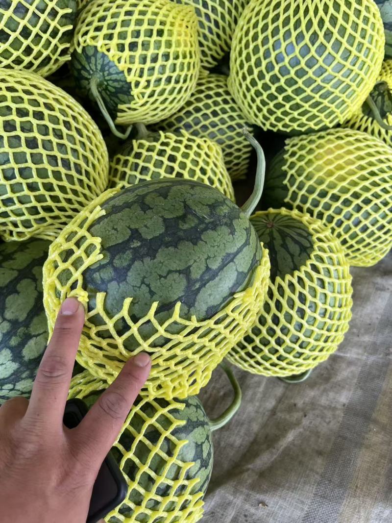 特小凤西瓜黄瓤精品市场电商大量现货欢迎来扰