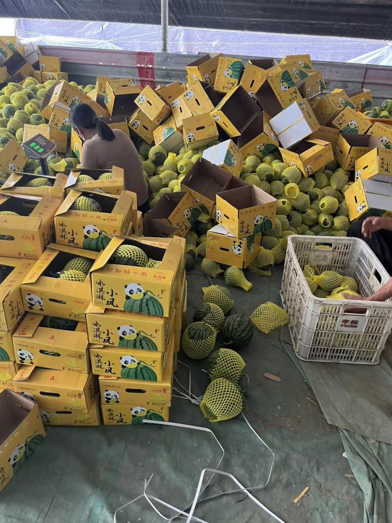 特小凤西瓜黄瓤精品市场电商大量现货欢迎来扰