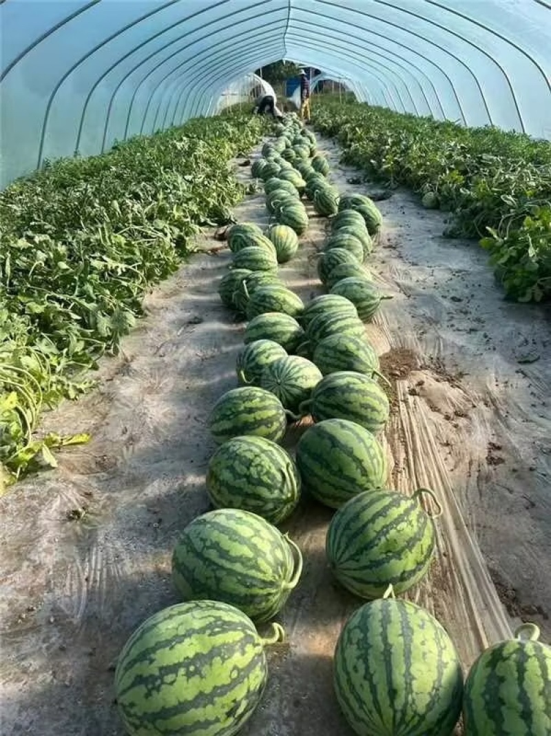 精选高品质麒麟西瓜西瓜8424价格实惠