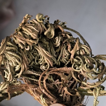 卷柏春雨药材批发各种规格中药材质量保证量大从优