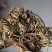 卷柏春雨药材批发各种规格中药材质量保证量大从优