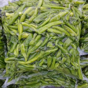 鲜辣椒泡杭椒青辣椒/保质保量/量大从优/诚信经营