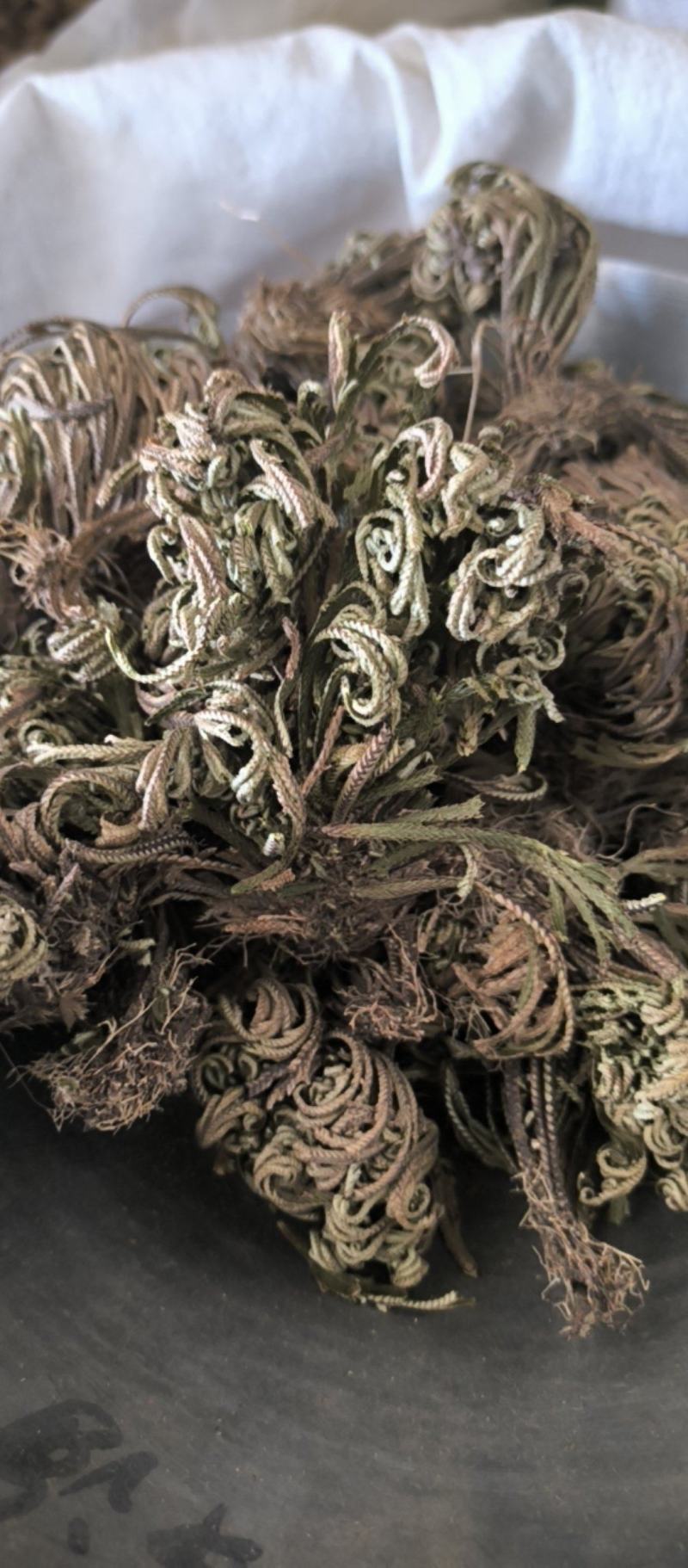 卷柏春雨药材批发各种规格中药材质量保证量大从优