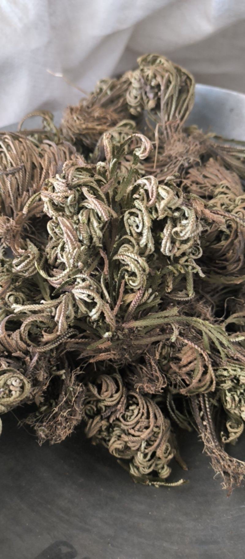 卷柏春雨药材批发各种规格中药材质量保证量大从优