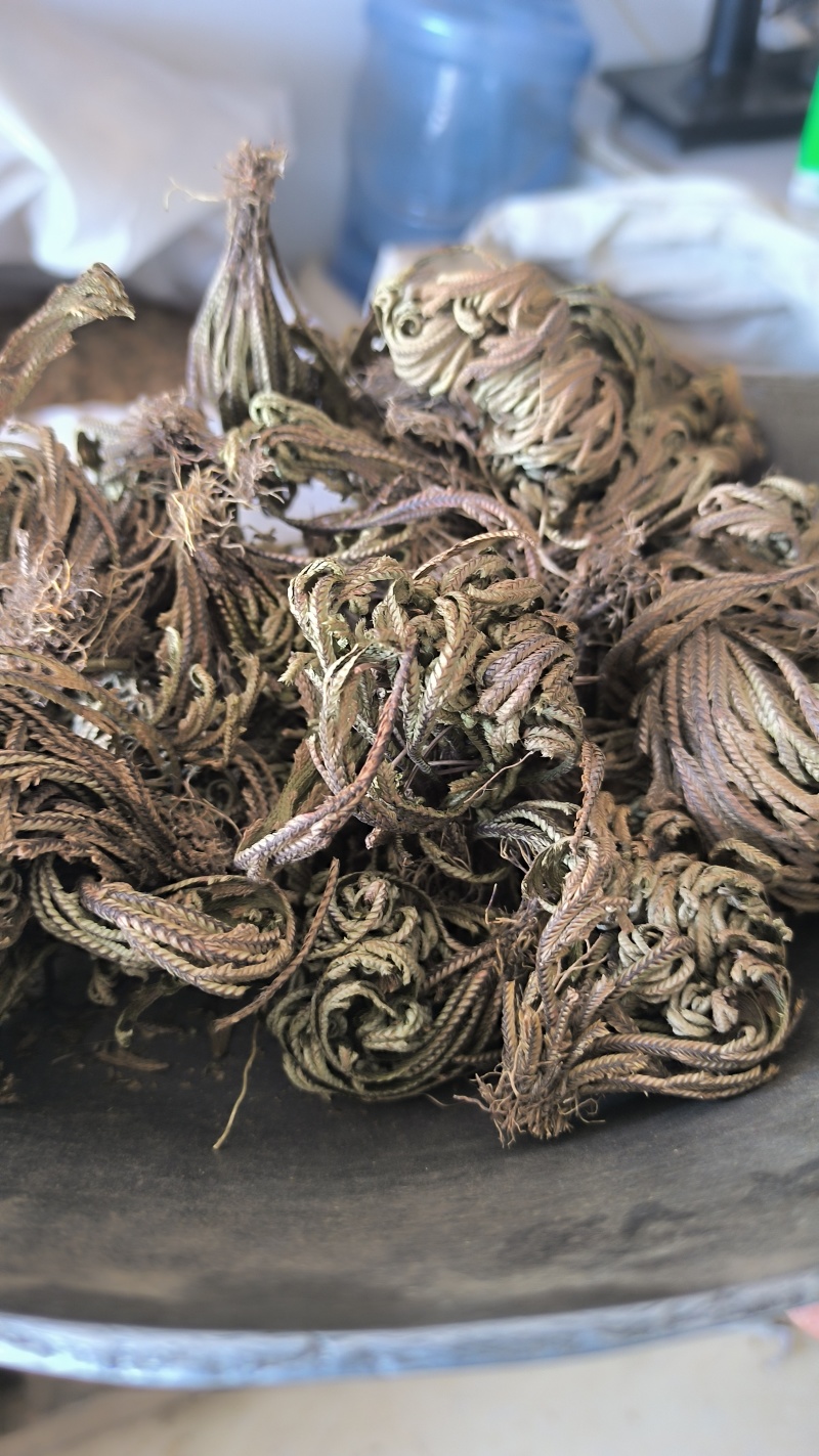 卷柏春雨药材批发各种规格中药材质量保证量大从优